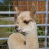 image036